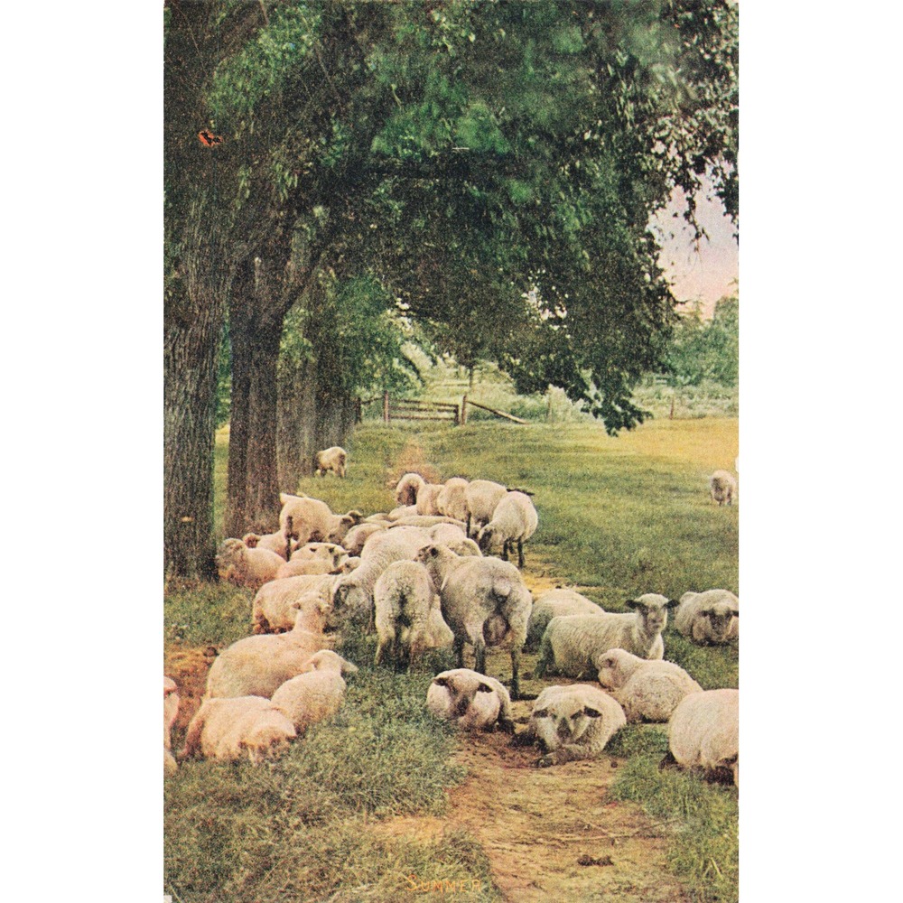 Antique Postcard Summer Sheep Flock Pastoral Landscape Farm American Art Series - Picture 1 of 2